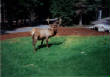 BanffSprings/Abullelkbehind16green.jpg