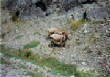 BanffSprings/BigHornsheepinthewild.jpg