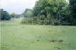 stormdamage07/Oaksdownin1fairway.jpg