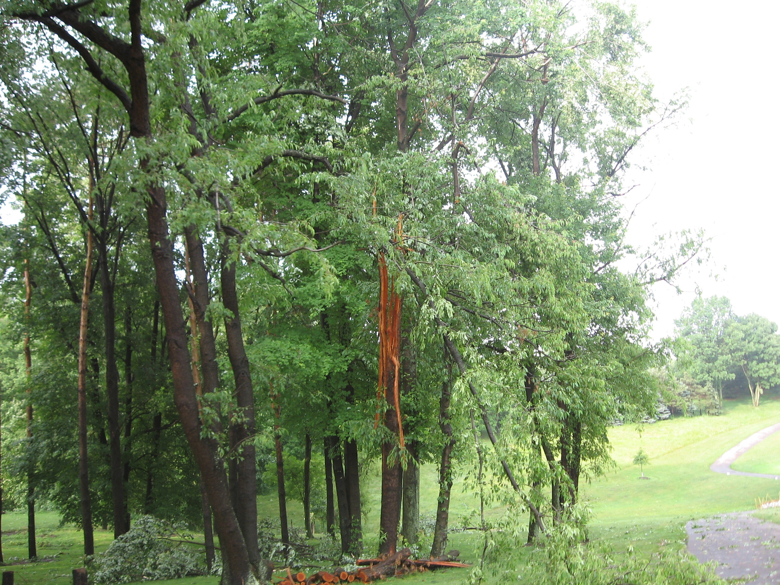 stormdamage07/ByeByeCherrytree.JPG