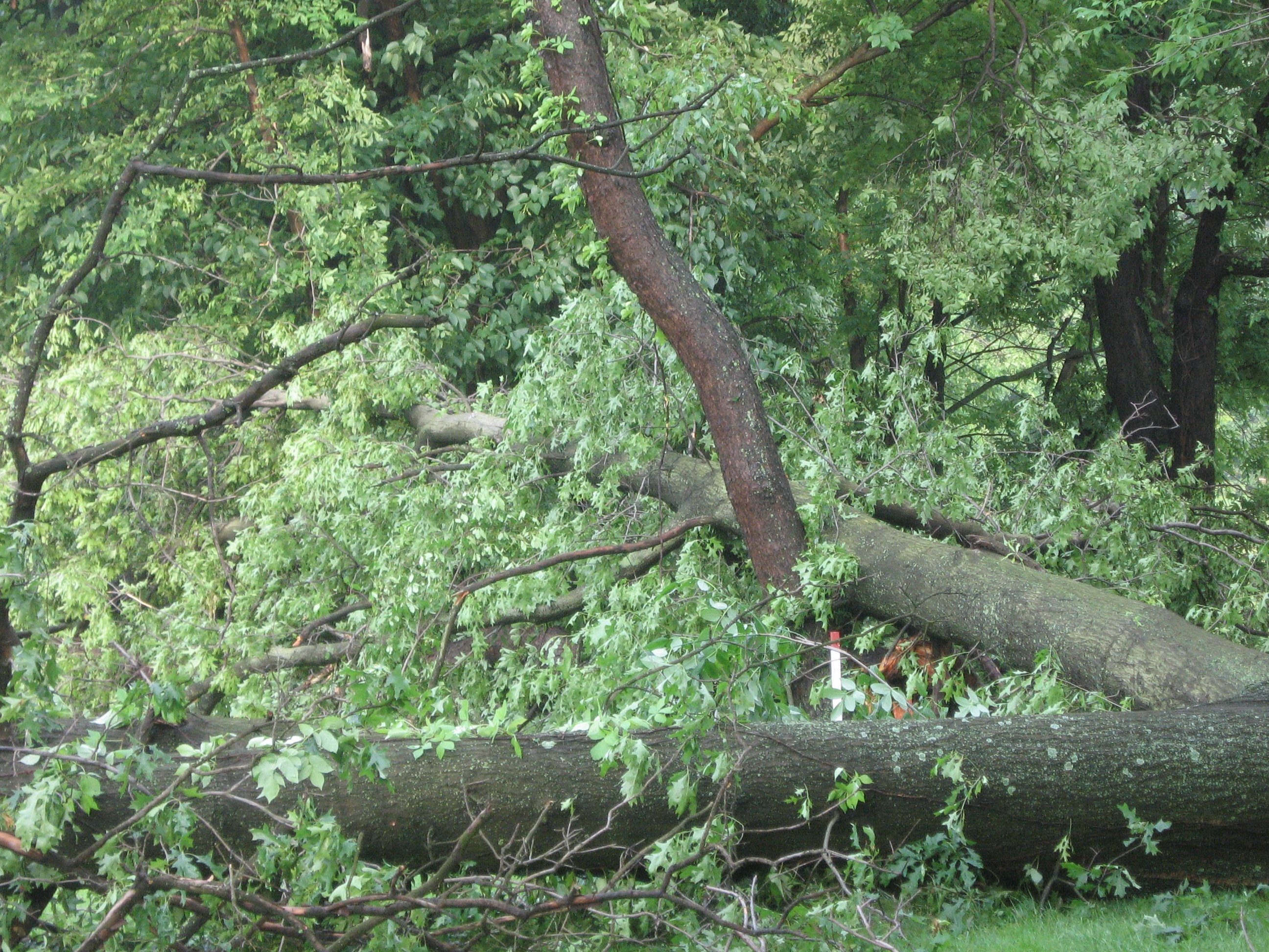 stormdamage07/Closeupofoaksin1fairway.JPG